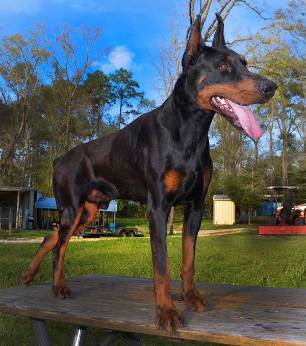 Rocky Rock Di Aria Dobermans + Black + Male